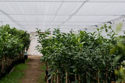 Pablo Damiani: "Pasamos de estar totalmente en $0 a vender $180.000 en 10 días, desde entonces no paramos más"