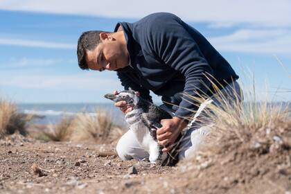 Pablo "Popi" Borboroglu durante el trabajo de campo