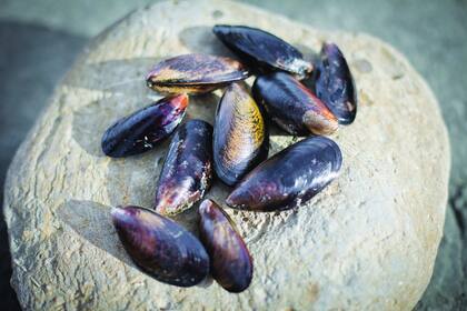 Pablo Soto: mejillones al viento