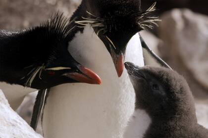 Padres Pingüinos de Rockhopper alimentan a su polluelo.