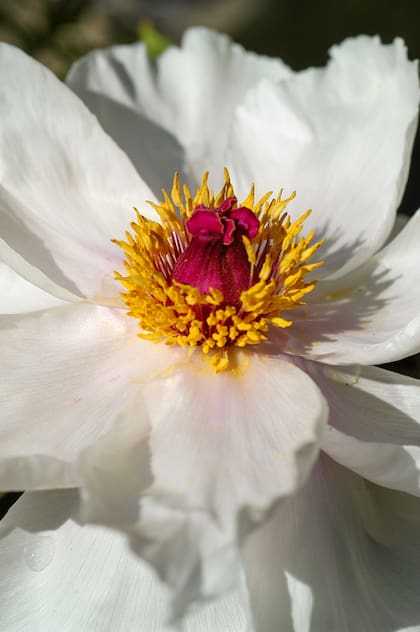 Paeonia clusii: un corazón dorado que brilla en medio de pétalos blancos
