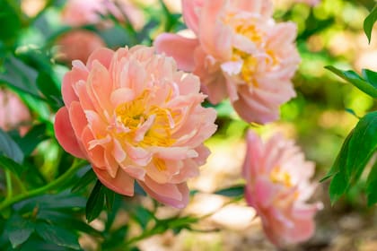 Paeonia ‘Coral Charm’, un híbrido de flores de gran tamaño en tonos coral que viran al crema