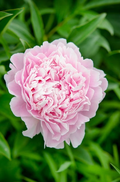 Paeonia lactiflora, con corolas suaves que combinan perfume delicado y abundancia floral