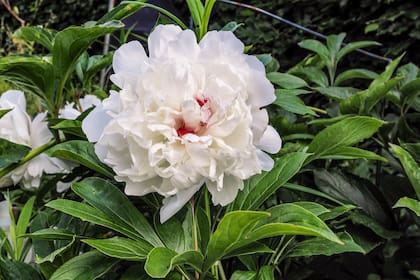 Paeonia lactiflora ‘Festiva Maxima’, un cultivar clásico de 1851, con grandes flores blancas y destellos de rojo carmín