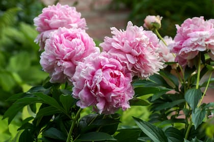 Paeonia ‘Sarah Bernhardt’ con pétalos rosados