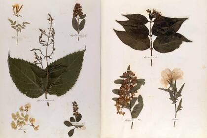 Páginas del Herbario de Emily Dickinson