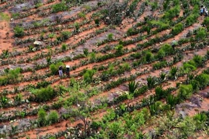 Paisaje agroforestal en Poções (BA) en una zona que hasta hace tres años tenía el "suelo compactado y no producía nada"
