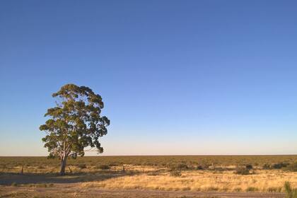Paisaje de la estepa por donde pasa el Tren Patagónico