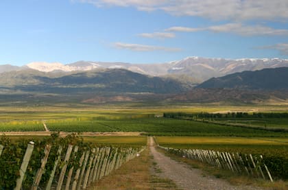 Paisaje de los viñedos en Valle de Pedernal