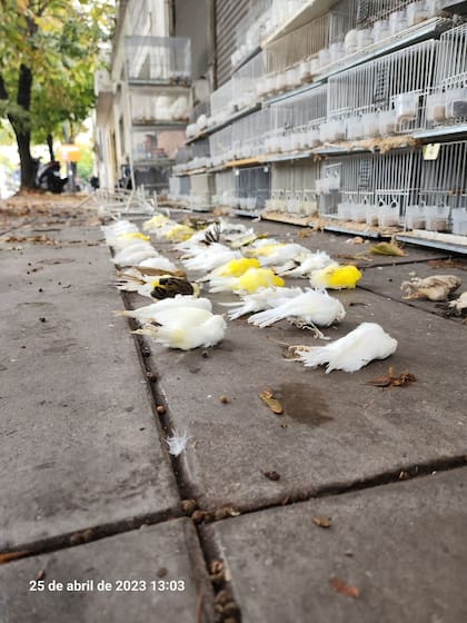 Pájaros muertos y perros hacinados en un criadero clandestino en Pompeya