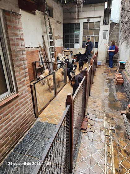 Pájaros muertos y perros hacinados en un criadero clandestino en Pompeya