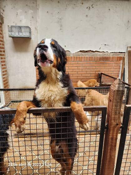 Pájaros muertos y perros hacinados en un criadero clandestino en Pompeya