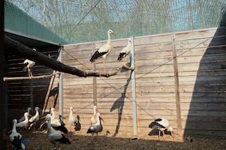Pájaros reciben otra oportunidad de vivir en hospital para aves en Polonia