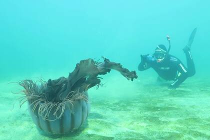 Misterios submarinos