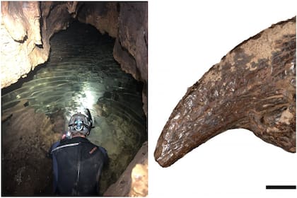 Paleontólogos de Texas descubren fósiles de 100 mil años en la cueva inundada Bender's Cave