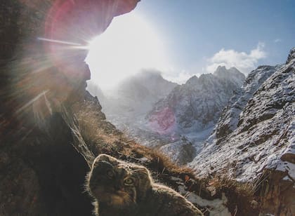 Pallas's cat (o manul), otra de las especies en peligro que habita las montañas de Asia.