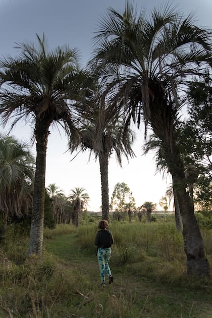 Palmar en Concordia.