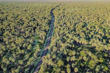 Palmares que rodean un camino, desde una vista aérea impactante.