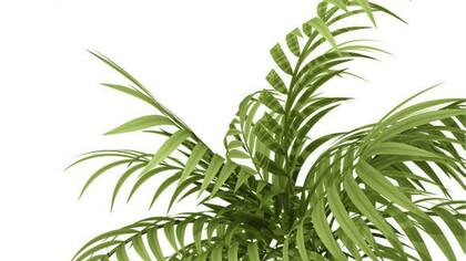 Palmera de bambú o palmera china (Raphis excelsa)