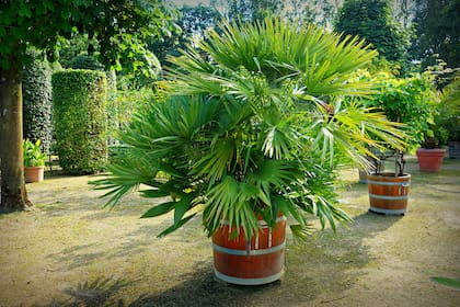 Palmera excelsa, la Trachycarpus fortunei tiene hojas plamadas, de un verde oscuro, y troncos peludos.