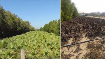 Palmera Washingtonia plantada como parte de la iniciativa "Un millón de árboles" cerca de Dubái en 2016 (izquierda) y 2019 (derecha)