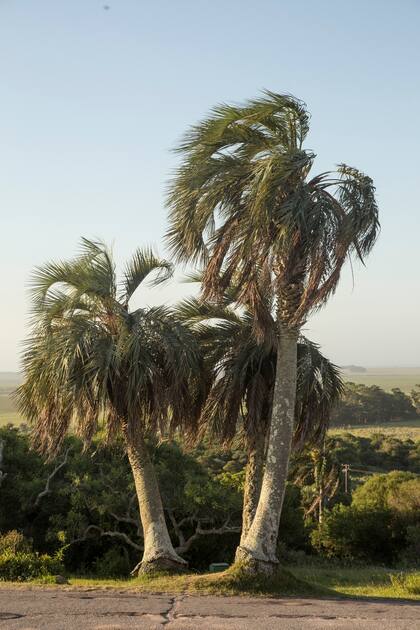 Palmeras en el Parque Santa Teresa, a pocos kilómetros con la frontera con Brasil.