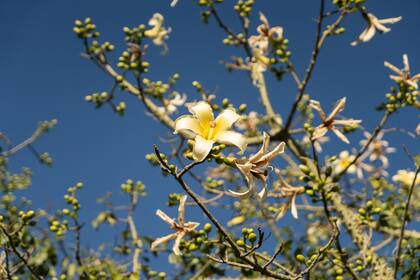Palo borracho amarillo en flor.