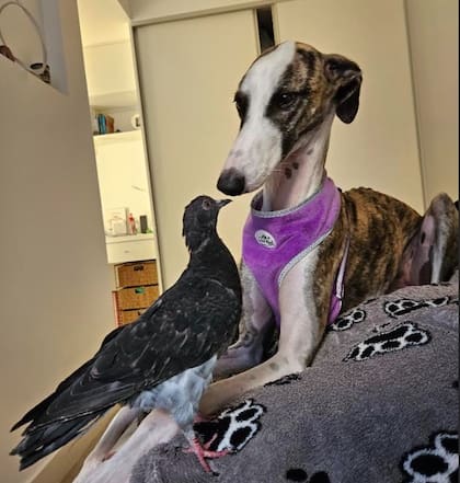 Palo tiene el corazón ocupado: está enamorado de Chula, la perra que lo encontró.
