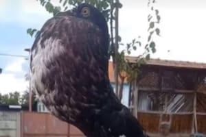 Una paloma de patas largas se volvió viral y causó extrañeza entre los usuarios