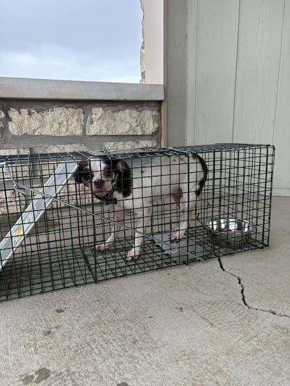 Palousek preparó una pequeña trampa con comida dentro.