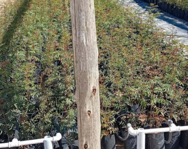 Apostaron a un cultivo no tradicional y hoy construyen un nuevo negocio exportador en La Pampa