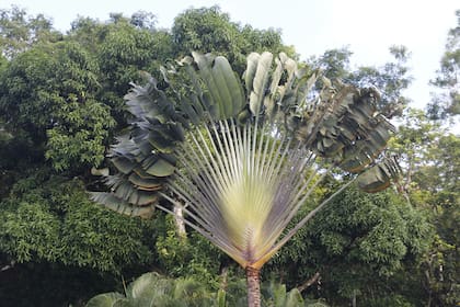 Panamá tiene 16 parques nacionales que protegen el patrimonio natural de un país que, solo en cuestión de plantas, reserva el 3,3% de la diversidad mundial.