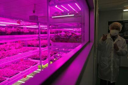 Panasonic reutilizó una fábrica en Singapur para producir y abastecer al mercado local con vegetales y hortalizas cultivados bajo un ambiente controlado