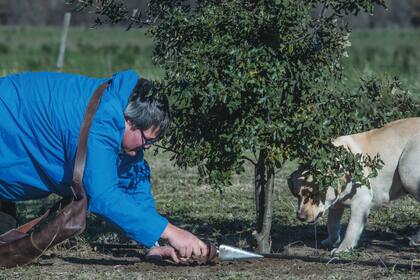 Pancha y Agustín en acción. La perra marca donde siente el aroma de la trufa y Agustín delicadamente la recoge, con la ayuda de una cuchilla especial.