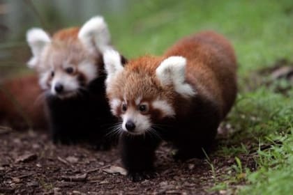 En la actualidad, existen alrededor de 10.000 ejemplares silvestres de panda rojo en el mundo