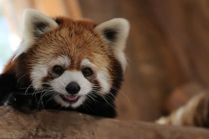 Al principio, los pandas rojos fueron clasificados como parientes de la familia de los mapaches (Procyonidae) debido a las similitudes físicas como la cabeza, los dientes y la cola anillada