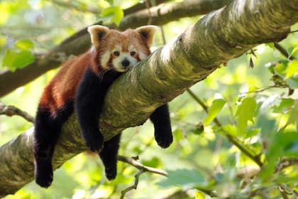 Aunque el panda rojo comparte nombre y algunas costumbres y características con el célebre panda gigante, en realidad no están relacionados