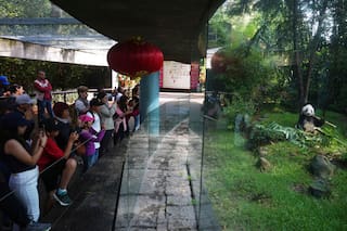 Panda gigante Xin Xin es la última de su especie en América Latina; tiene 35 años