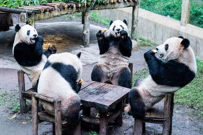Pandas comiendo dentro de su recinto en un zoológico en el municipio de Chongqing, en el suroeste de China, el 2 de diciembre de 2023.