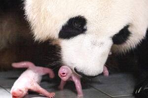 Pandas gemelas. Everland