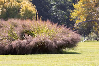 Panicum virgatum 'Dallas Blues'