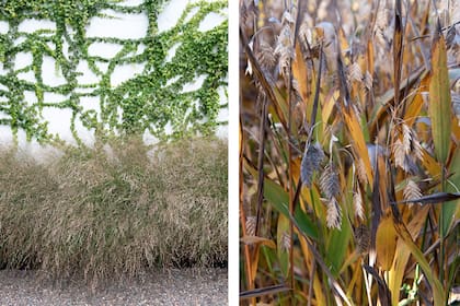 Panicum virgatum y Chasmanthium Latifolium, dos gramíneas que aportan ligereza con su follaje
