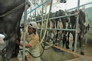 Panorama difícil en los tambos