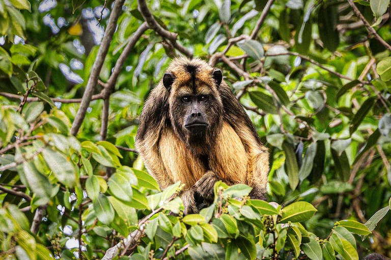 Del bostezo de Oriel a un martín pescador enano, las escenas fascinantes se replican en todo momento; el grupo completo antes de encarar la Transpantaneira; un mono carayá en las alturas