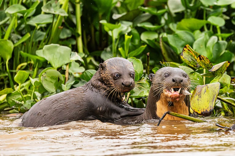 Con sus garras membranosas, un grupo de nutrias gigantes se alimenta de una tararira