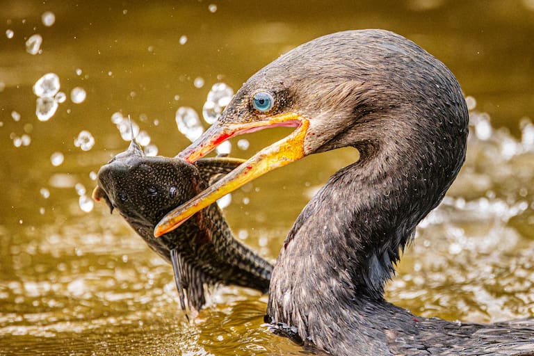 Un biguá se alimenta de un pez armadillo