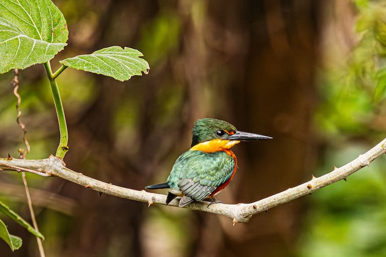 Del bostezo de Oriel a un martín pescador enano, las escenas fascinantes se replican en todo momento; el grupo completo antes de encarar la Transpantaneira; un mono carayá en las alturas