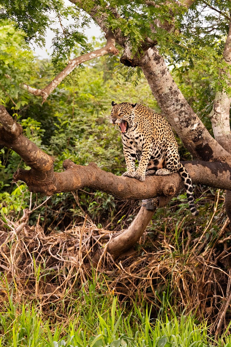 El jabirú es un ave que llega a medir un metro y medio; Medrosa, una de las hembras del humedal que está amamantando