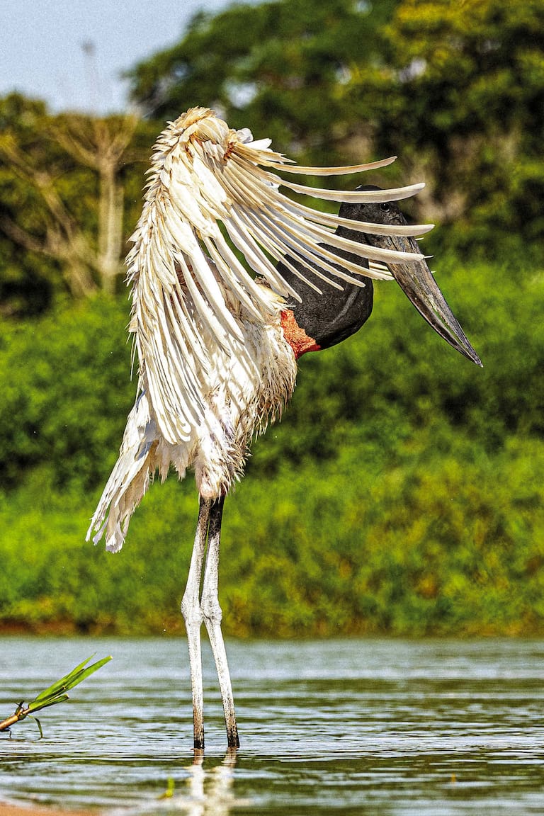 El jabirú es un ave que llega a medir un metro y medio; Medrosa, una de las hembras del humedal que está amamantando