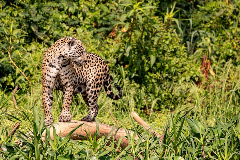 El yaguareté es el depredador tope del Pantanal; un ciervo de los pantanos en la Transpantaneira